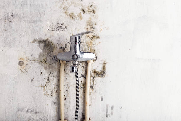 Certified Mold Removal in Olivehurst, CA