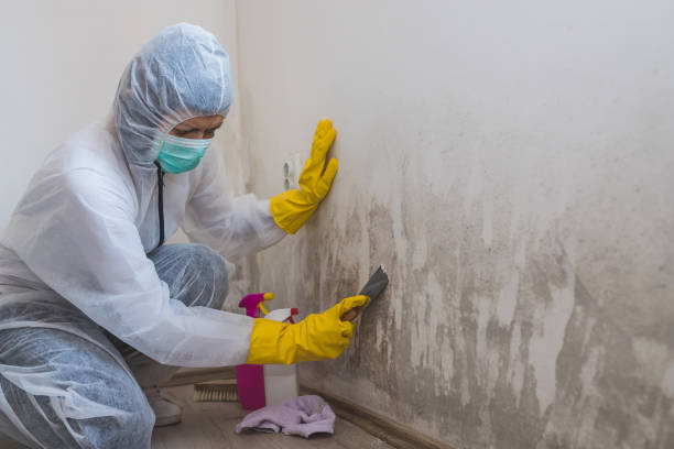 Best Mold Testing  in Olivehurst, CA