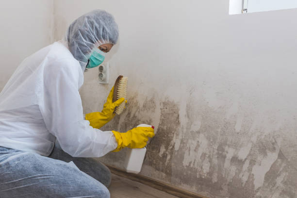 Best Certified Mold Removal  in Olivehurst, CA