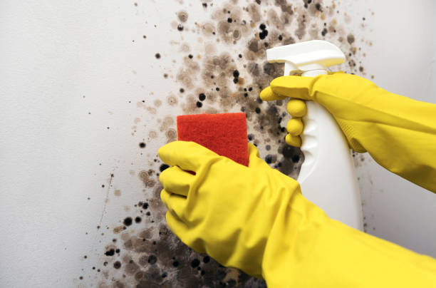 Olivehurst, CA Mold Removal Company