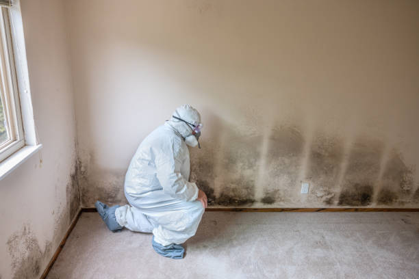 Best Residential Mold Removal  in Olivehurst, CA