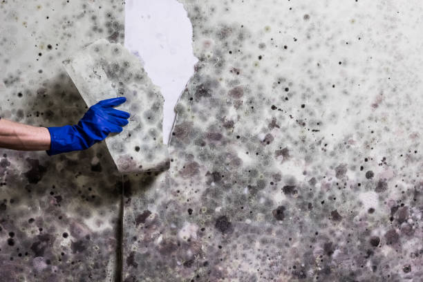 Mold Removal and Inspection in Olivehurst, CA