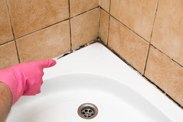 Best Toxic Mold Removal  in Olivehurst, CA